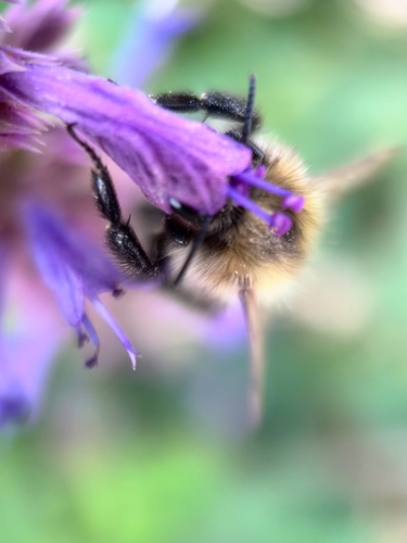 Bees